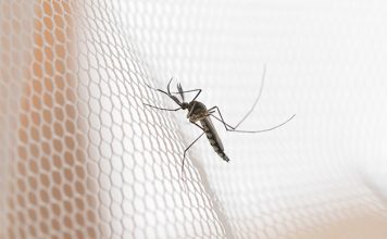 Kako dom zaščititi pred vdorom komarjev? Zaščita doma pred komarji
